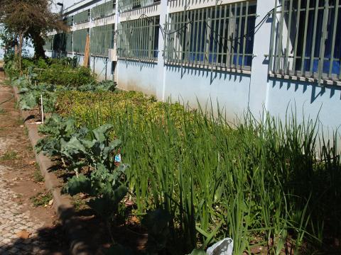 Fotografia tirada em junho mostrando a horta bem cuidada pelos funcionários e alunos.